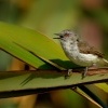 Strizlikovec novozelandsky - Gerygone igata - Grey warbler - riroriro 1577u